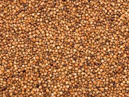 sorgo czerwone